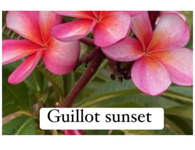 Guillot sunset plumeria cutting