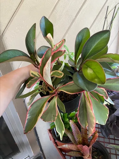 Peperomia