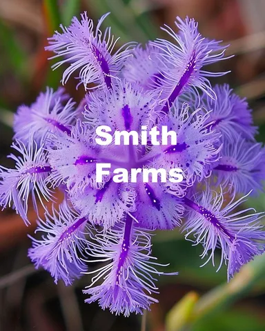 25 Seeds Purple Thysanotus Multiflorus Flowers