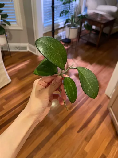 Hoya vitellina large cutting