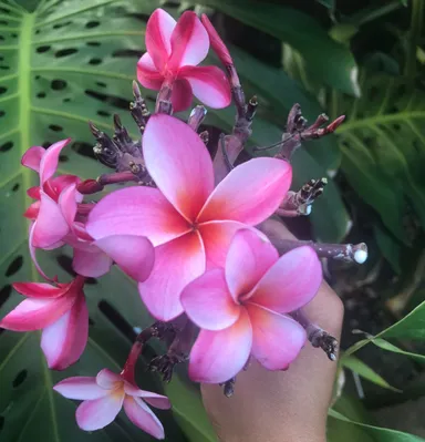 Rare Hawaiian Plumeria Cutting (ID Name: Kipahulu)