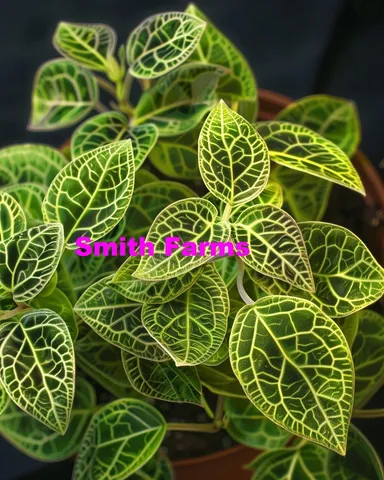 50 Seeds Macodes Jewel Orchid Flower House Plant