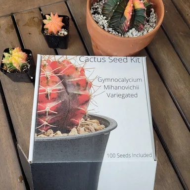 Gymnocalycium Mihanovichii Cactus Seed Kit
