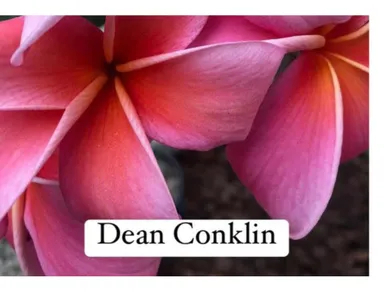 Dean Conklin plumeria cutting