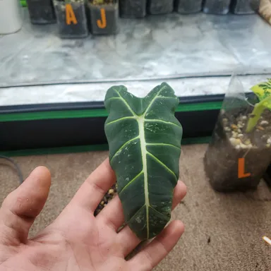 Alocasia Frydek Var