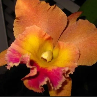 Pot. Hawaiian Thrill 'Paradise ' Cattleya Alliance orchids