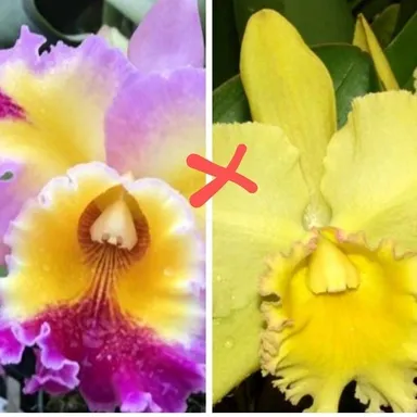 Blc. Arabesque x Hawaiian Lighting 'Paradise' x Blc. Erin Kobayashi 'LG' Compact Grower- Orchid