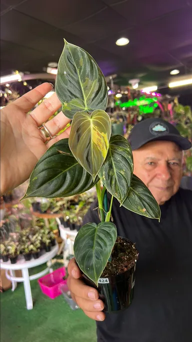 Philodendron melano variegated