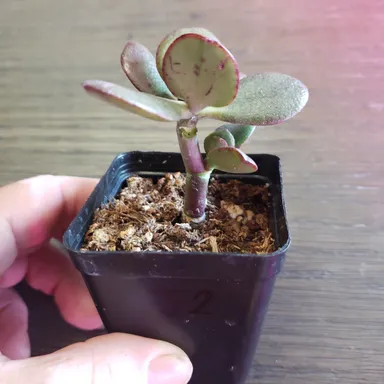 Rooted Nonedible Jade - 2