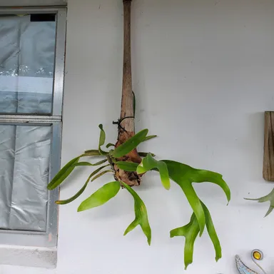 Live staghorn and orchids growing on a Louisville slugger bat