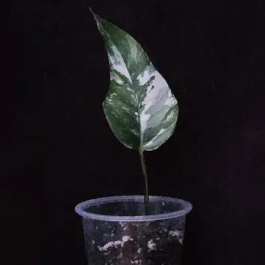 Epipremnum Albo Starter Plant