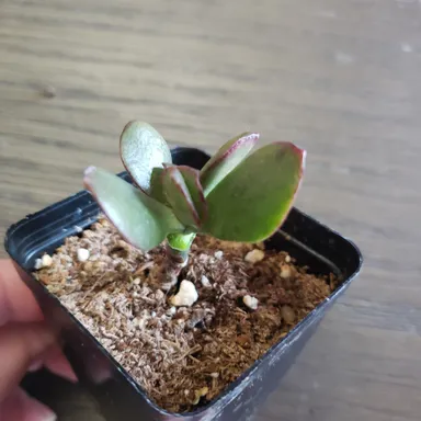 Rooted Nonedible Jade - 1