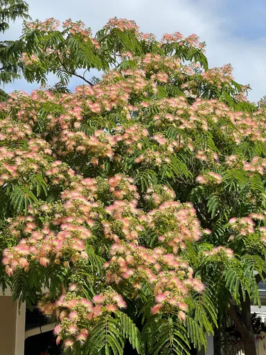 30 Pink Powder Puff Tree seeds (Albizia julibrissin); aka Mimosa tree, Fairy Brush tree, Persian Silk tree