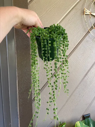 String of Pearl