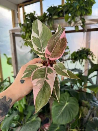 Philodendron Pink Princess Mutation