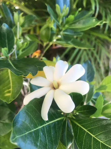 Tahitian Gardenia (Tiare) 1 gallon starter plant