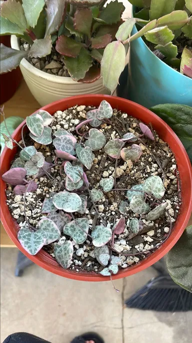 Variegated String of hearts