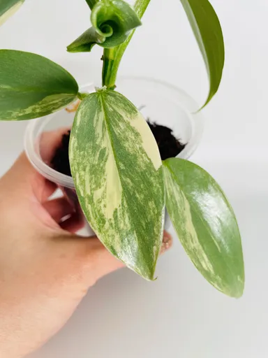 Philodendron Silversword Variegated