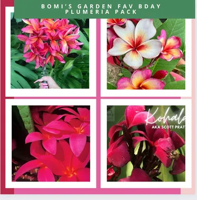 Bomi’s Garden Fav Bday Pack