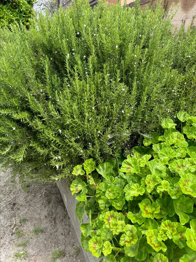 Rosemary rooted fresh live plant with 4" pot