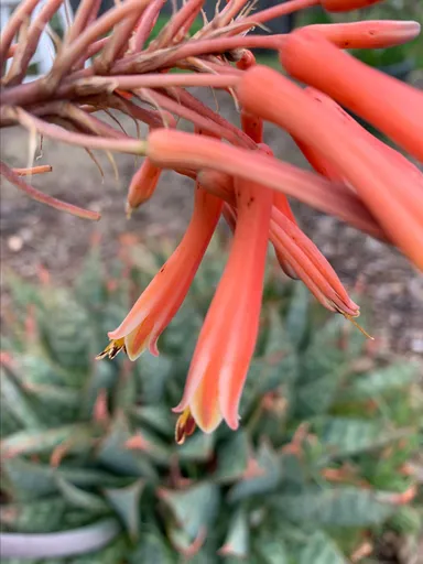 Aloe maculata soap aloe
