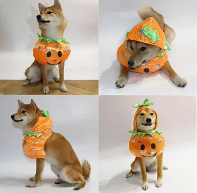 Large Dog Pumpkin Costume