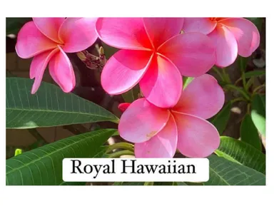 Royal Hawaiian plumeria cutting