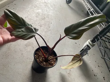 Dark Lord Philodendron (Philodendron erubescens hybrid)
