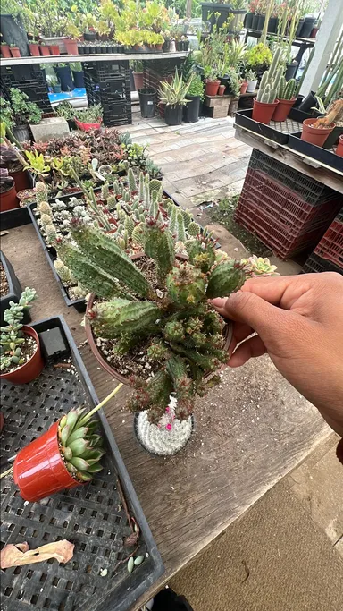 Euphoria Cactus 4 inch