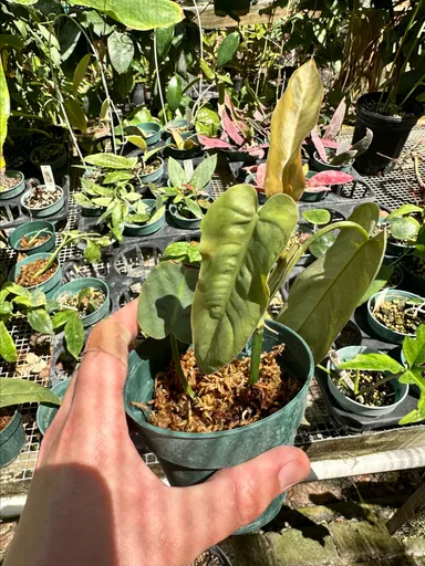 Philodendron maximum plant