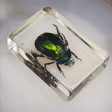 Some Type of Bug or Beetle Encased in Lucite as Shown Oddity Oddities (WN-15-JP)