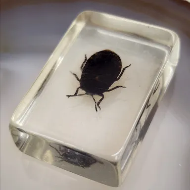 Some Type of Bug or Beetle Encased in Lucite as Shown Oddity Oddities (WN-15-JG)