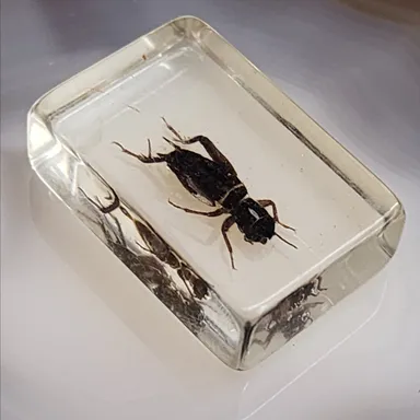 Some Type of Cricket Bug or Beetle Encased in Lucite as Shown Oddity Oddities (WN-15-JL)