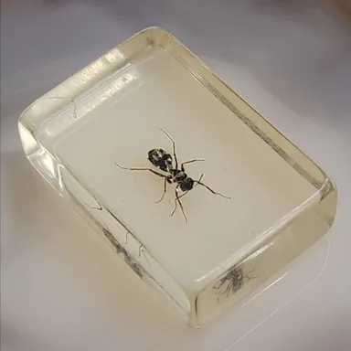 Some Type of Ant Bug or Beetle Encased in Lucite as Shown Oddity Oddities (WN-15-JM)