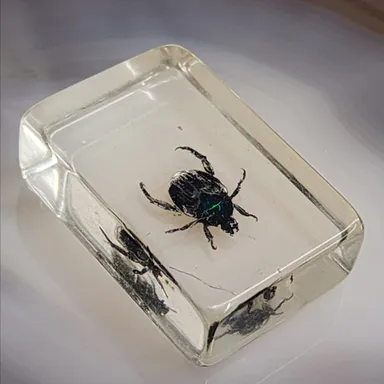 Some Type of Bug or Beetle Encased in Lucite as Shown Oddity Oddities (WN-15-JI)