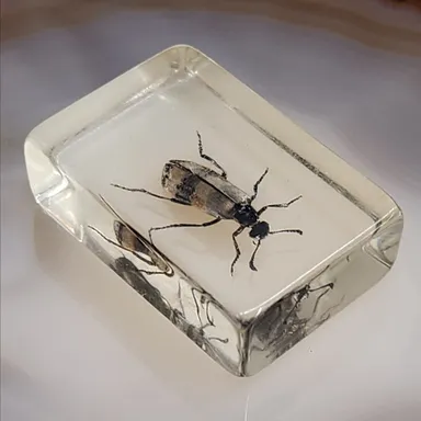 Some Type of Bug or Beetle Encased in Lucite as Shown Oddity Oddities (WN-15-JN)