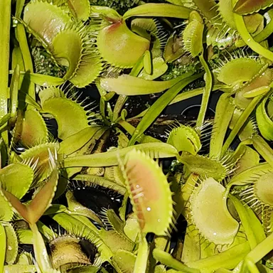 5 King Henry Venus Flytrap Carnivorous Plants