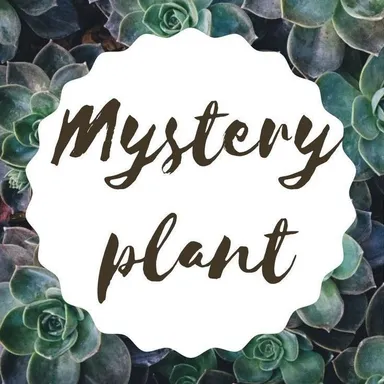 Mystery Plant Cuttings