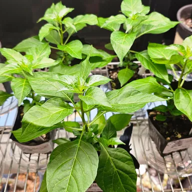 Hawaiian Chili Pepper plant