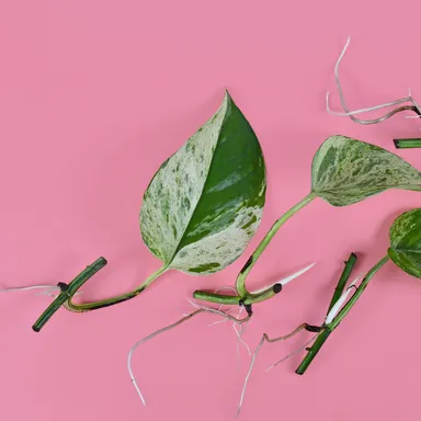 Marble Queen Pothos Cutting