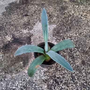 Live blue agave plant