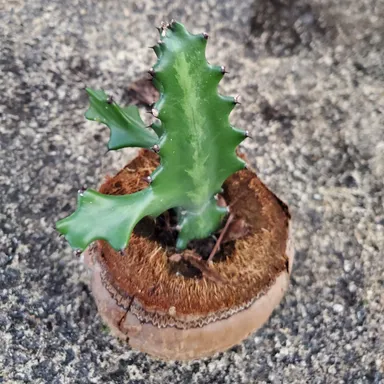 Live cactus growing in coconut
