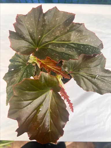 Begonia Dragon Wing 6 inch pot