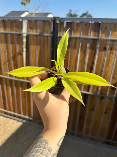 Philodendron Gergasi Golden