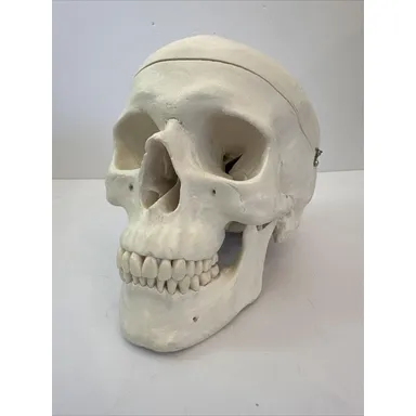 1986 3B Scientific Anatomical Model A23 Classic Human Skull Model