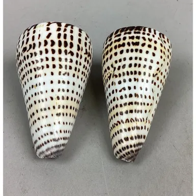 Set Of 2 Leopard Cone Shells - 3.5”L