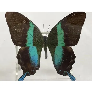 Papilio Blumei Butterfly Display