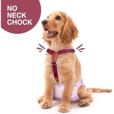 Pet Soft Dog Suspenders 2 Pieces, Brown & Burgundy, Small - Medium