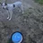 discdork