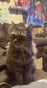 myneighbr